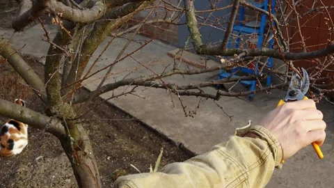 Gardener prunes fruit tree branches in early spring with pruning shears Stock Footage 333582792