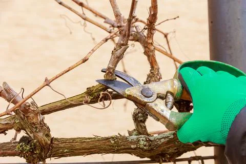 Gardener prunes an old grape tree with garden shears in green gloves. Stock Photos