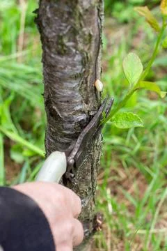 A gardener prunes a tree with pruning shears on a spring day. Sanitary prun.. Stock Photos