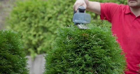 Gardener pruning and shaping evergreen thuja hedge with electric trimmer Stock Footage 140798520