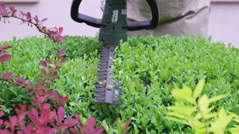 Gardener is pruning and shaping shrub using Stock Footage 242496381