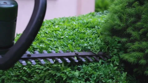 Gardener is pruning and shaping shrub using Stock Footage 242496599