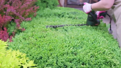 Gardener is pruning and shaping shrub using Stock Footage 242502755