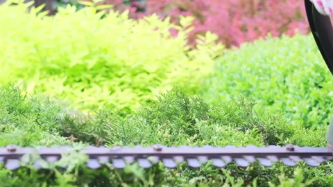 Gardener is pruning and shaping shrub using Stock Footage 242502948