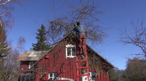 Gardener pruning apple tree by the red wooden house on sunny spring day Video stock 59080776