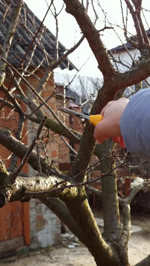 Gardener pruning bare tree branches with yellow handled shears in early spring 스톡 동영상 333582797