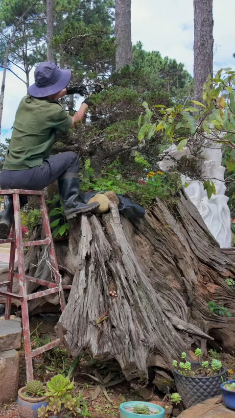 Gardener pruning a bonsai tree in a lush garden in Da Lat, Vietnam Stock Footage 334151519