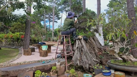 Gardener pruning a bonsai tree in a lush garden in Da Lat, Vietnam Stock Footage 334151703