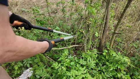 Gardener pruning branches with long-handled shears in overgrown garden Stock Photos