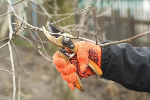 Gardener is pruning branches with pruning shears. Spring plant pruning. Sprin Stock Photos