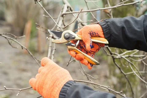 Gardener is pruning branches with pruning shears. Spring plant pruning. Sprin Stock Photos