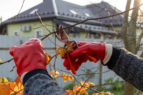 Gardener pruning branches with red gloves in autumn garden Stockfoto's