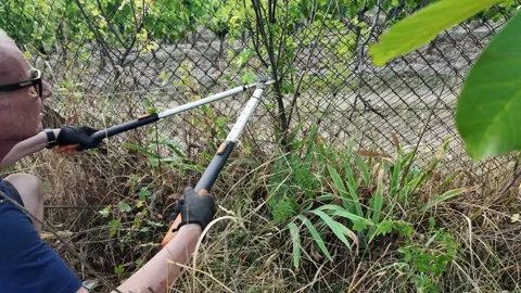 Gardener pruning branches with shears near a fence in overgrown vegetation Stock Footage 344596094