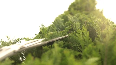 Gardener pruning bushes in the garden Stock Footage 129107648