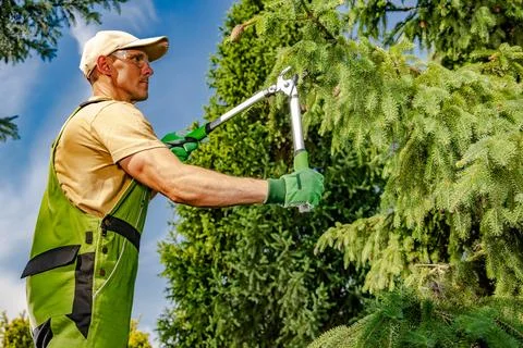 Gardener pruning conifer branches with long handled loppers Stock Photos