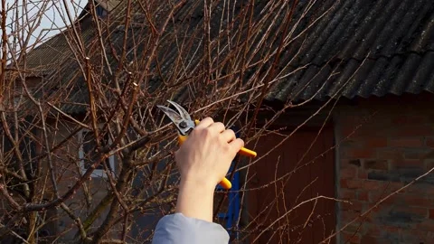 Gardener Pruning Fruit Tree Branches with Yellow Hand Pruners in Early Spring 스톡 동영상 333582796