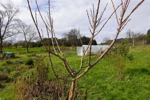 Gardener pruning fruit tree branches in winter orchard Stock Photos