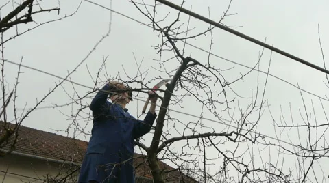 Gardener Pruning fruit Tree 動画素材 44889664