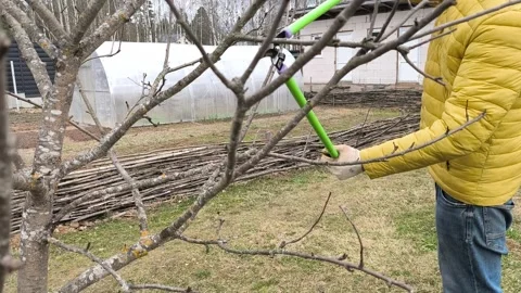 Gardener Pruning Fruit Tree with Long Reach Lopper in Spring.Oridinal sound. 스톡 동영상 333104314