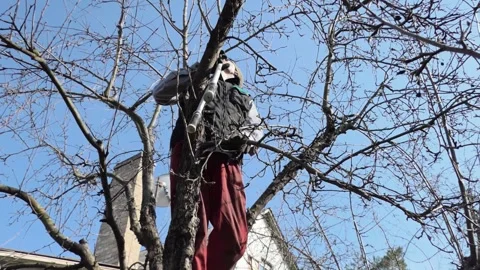 Gardener Pruning Fruit Trees in Early Spring with Loppers in a Sunny Backyard Stock Footage 345130459