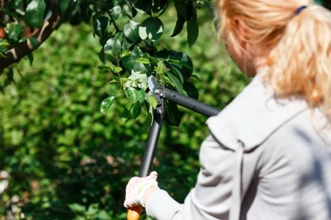 Gardener pruning fruit trees with pruning shears Stock Photos