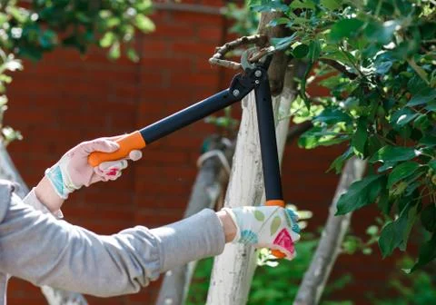 Gardener pruning fruit trees with pruning shears Stock Photos