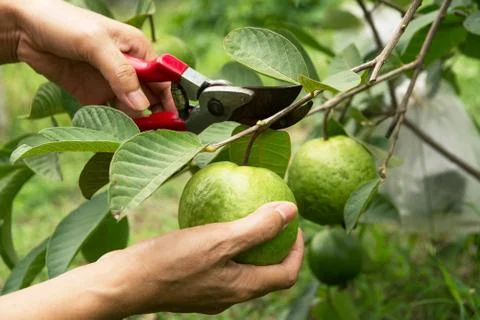 Gardener pruning guava trees with pruning shears on nature background. Stock Photos