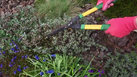 Gardener pruning lavender bush with shears in spring garden bed Stock Footage 333583311