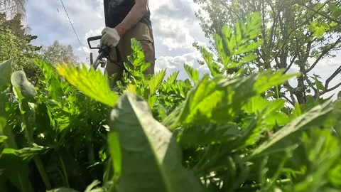 Gardener Pruning Lush Green Plants Under a Bright Sky: A Close-Up View of the Stock Footage 336227133