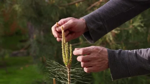 Gardener Pruning New Pine Tree Growth 스톡 동영상 345086704