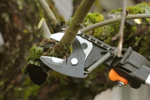 Gardener pruning old tree with pruning shears Stock Photos