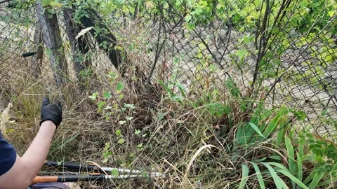 Gardener pruning overgrown branches with long-handled loppers near a fence Stock-Footage 344596085