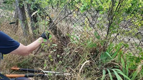 Gardener pruning overgrown branches with long-handled loppers near a fence Stock Photos