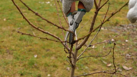 Gardener pruning peach tree Stock Footage 149488848