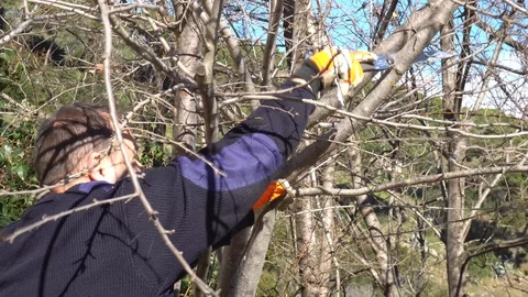 Gardener pruning a plum tree Stock Footage 107055189