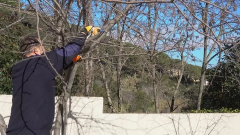 Gardener pruning a plum tree Stock Footage 107055202
