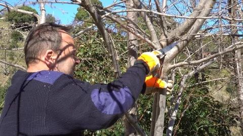 Gardener pruning a plum tree Stock Footage 107055309