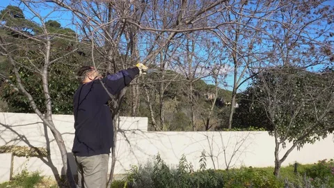 Gardener pruning a plum tree Stock Footage 107055328