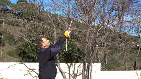 Gardener pruning a plum tree Stock Footage 107055568