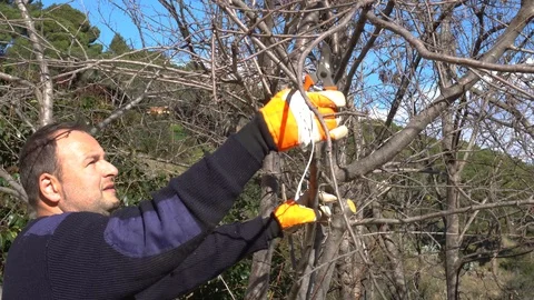 Gardener pruning a plum tree Stock Footage 107055711