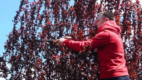 Gardener pruning plum tree with garden shears among red leaves Stock Footage 330530512