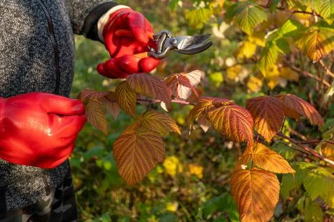 Gardener pruning raspberry bush with red gloves in autumn Stockfoto's