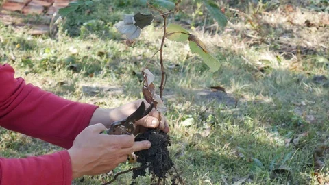 Gardener Pruning Raspberry Seedlings before planting Closeup Stock Footage 117430771