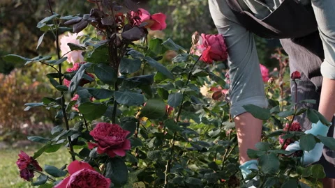 Gardener Pruning Red Roses in a Sunlit Garden Stock Footage 306753832