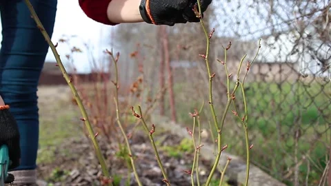 Gardener pruning rose bush in spring garden with secateur. Taking care of shrub. Stock Footage 188344424