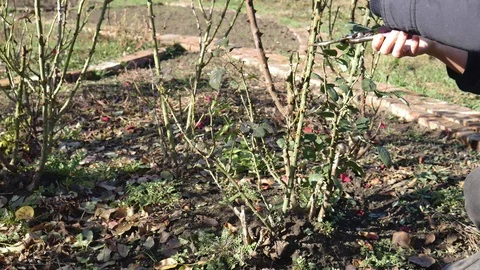 Gardener pruning roses bushes. Preparing plants for winter. Hand with secateurs Stock Footage 119760338