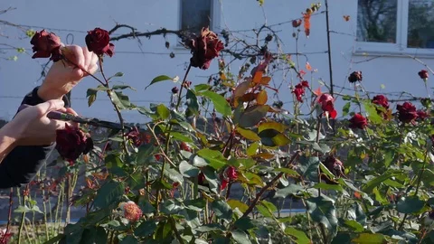 Gardener pruning roses stems. Hand holds secateurs and pruning faded roses buds Stock Footage 119760250