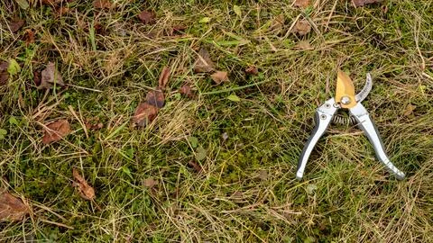 Gardener pruning shears on green grass. gardening tool for pruning plants Stockfoto's