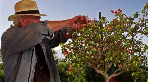 Gardener pruning shrub Stock Footage 39374835