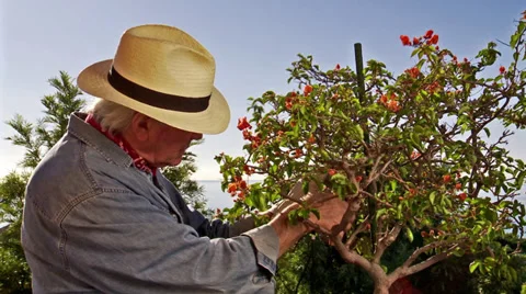 Gardener pruning shrub Stock-Footage 39379161